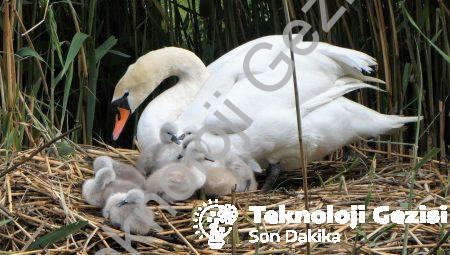 Etkileşimli Kumaşlar ve Mimari: Akıllı Giysilerle Evlerinizin Değişimi